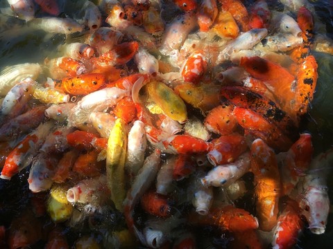 錦鯉魚群特寫