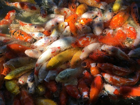 錦鯉魚群特寫