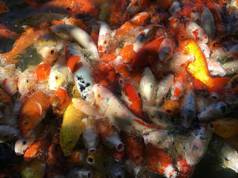 錦鯉魚群特寫