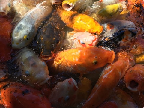 錦鯉魚(yú)群特寫(xiě)