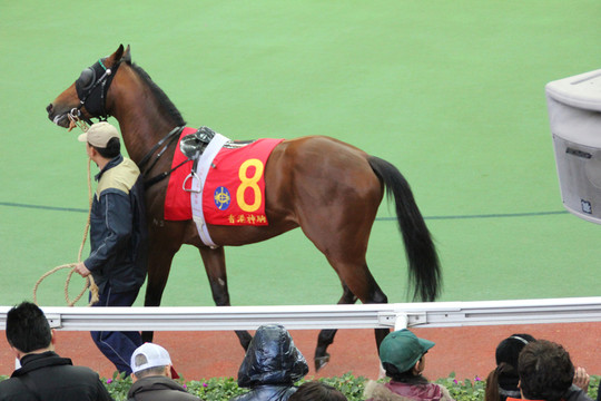 賽馬場