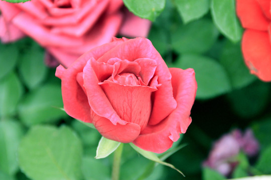 玫瑰花