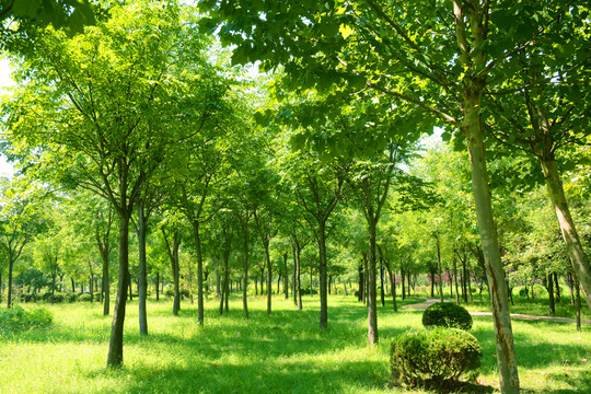 綠樹草地