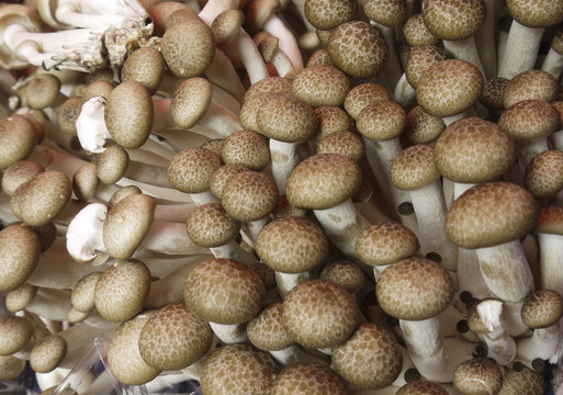 蘑菇