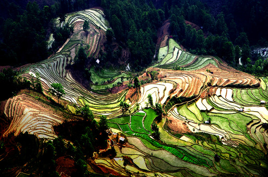 元陽梯田