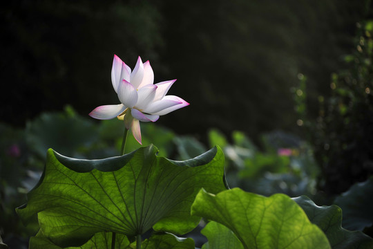 蓮花  白蓮