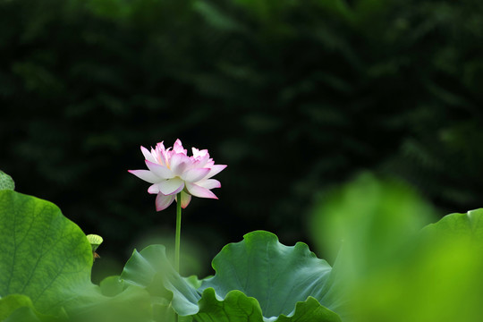 荷花    荷花荷葉