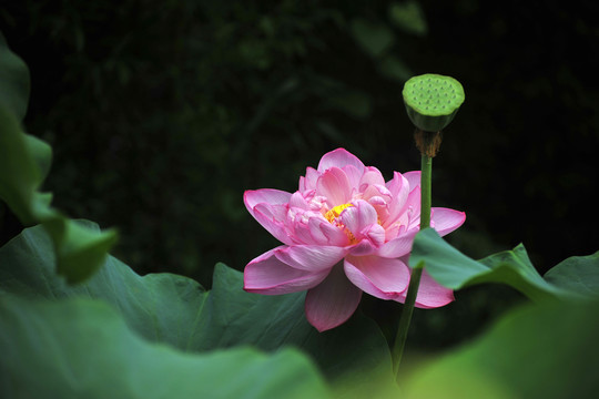 荷趣  荷花