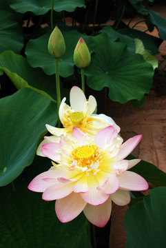 荷花