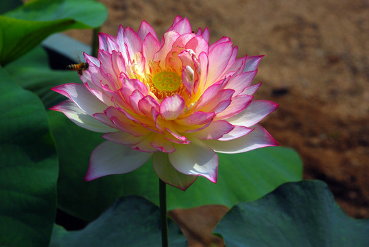 重瓣荷花