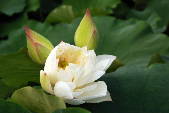 荷花