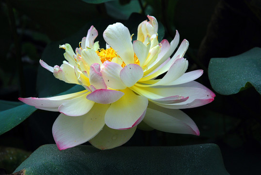 珍貴荷花