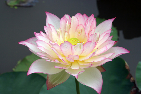 荷花