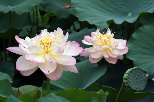 荷花 荷花園