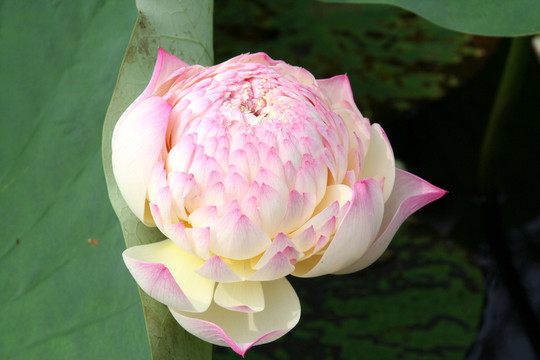 蓮花 夏荷