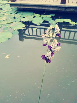 花卉
