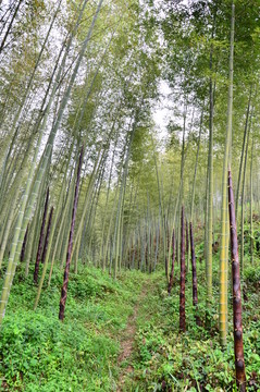 竹林