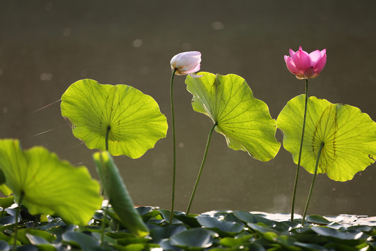 荷花