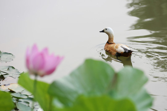 荷花鴨子