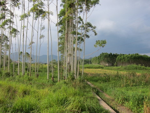 田園風(fēng)光