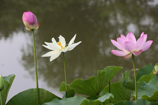 荷花