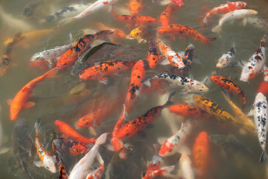 錦鯉魚