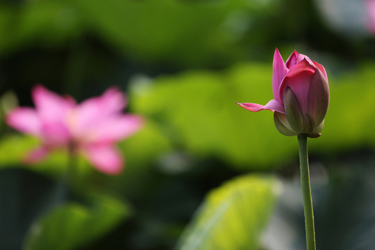 荷花