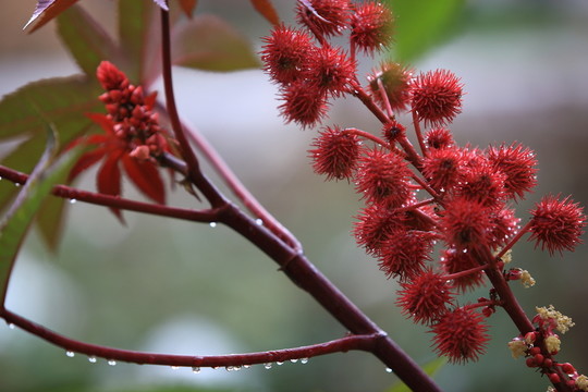 蓖麻花
