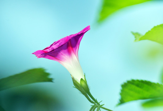 牽牛花
