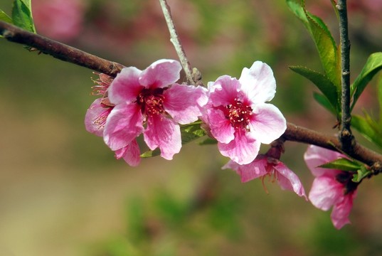 桃花