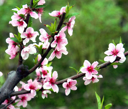 桃花