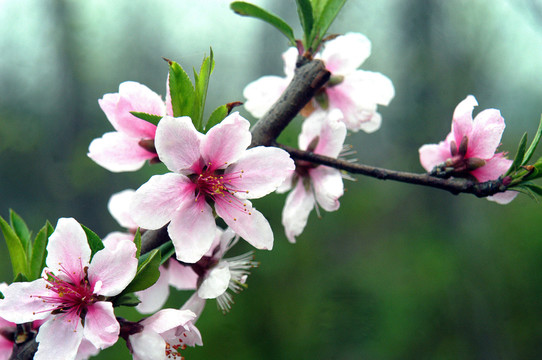 桃花