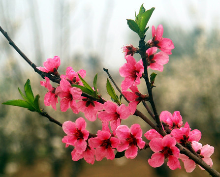 桃花