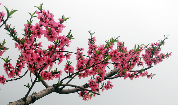 桃花