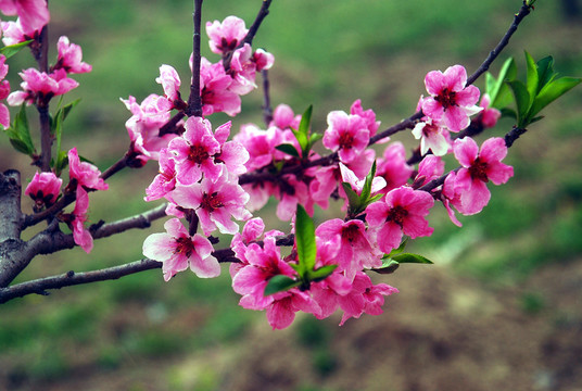 桃花