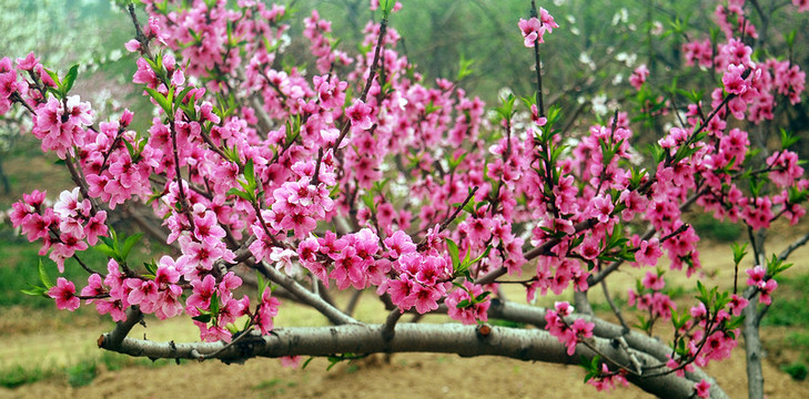 桃花