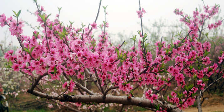 桃花