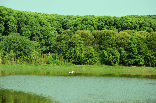 森林公園