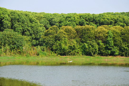 樹(shù)林