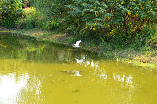 樹林 池塘 水鳥