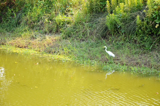 樹林 池塘 水鳥