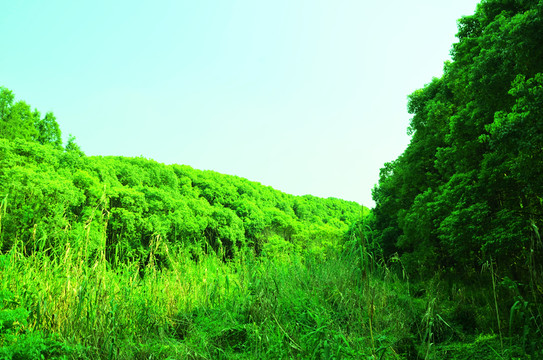 森林公園的植被