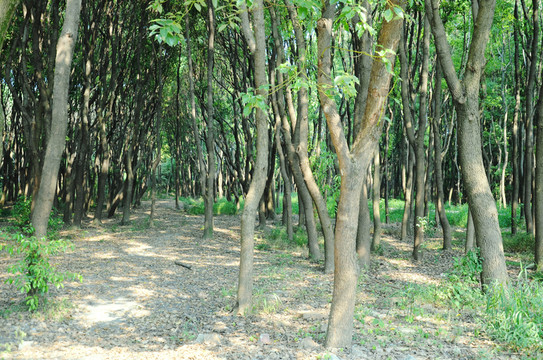 樹(shù)林
