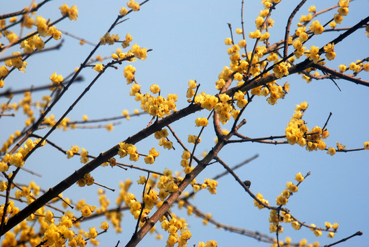 梅花
