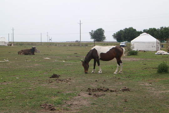 駿馬