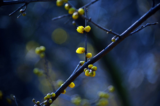盛開(kāi)的梅花