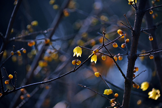 盛開(kāi)的梅花