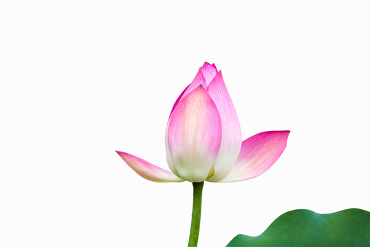 荷花摳圖
