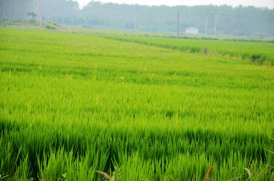 綠色稻田 農(nóng)田