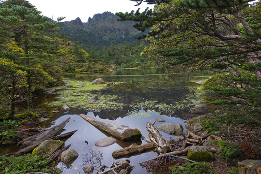 高山濕地